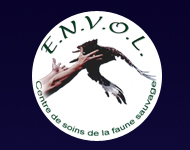 asso-envol.org - Centre de sauvegarde et de soins des oiseaux sauvages - (logo)
