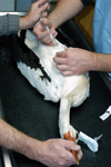Soins effectué par un vétérinaire bénévole sur une cigogne blessée