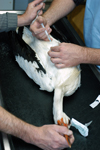 Soins effectu&eacute; par un v&eacute;t&eacute;rinaire b&eacute;n&eacute;vole sur une cigogne bless&eacute;e