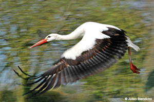 cigogne