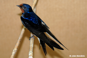 hirondelle